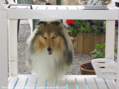 Photo de Chien de berger des shetland