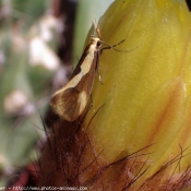 Photo de Papillon