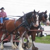 Photo de Races diffrentes