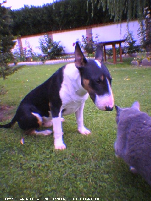 Photo de Bull terrier miniature