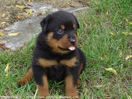 Photo de Rottweiler