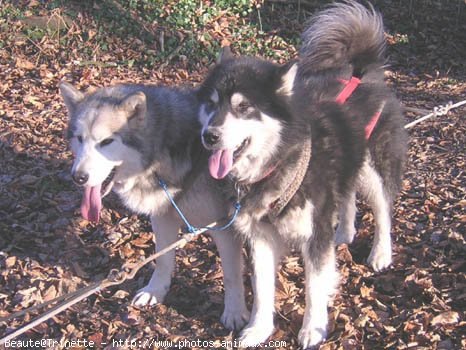 Photo de Malamute de l'alaska