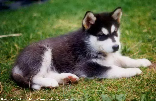 Photo de Malamute de l'alaska