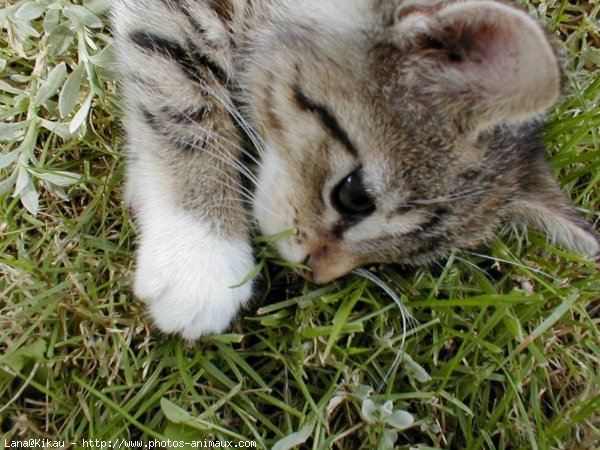 Photo de Chat domestique