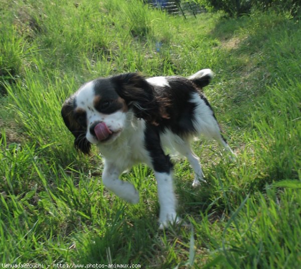 Photo de Cavalier king charles spaniel