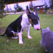 Photo de Bull terrier miniature