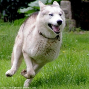 Photo de Husky siberien