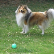 Photo de Chien de berger des shetland