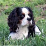 Photo de Cavalier king charles spaniel