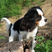 Photo de Cavalier king charles spaniel