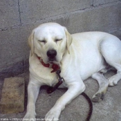 Photo de Labrador retriever