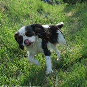 Photo de Cavalier king charles spaniel