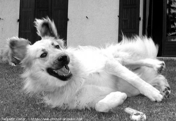 Photo de Chien de berger yougoslave de charplanina