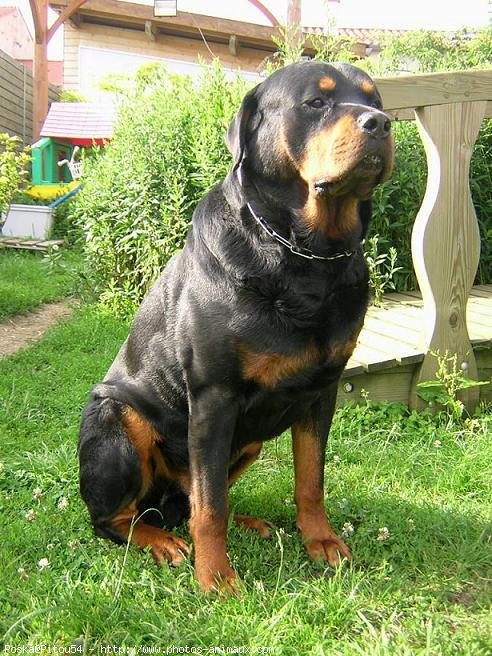 Photo de Rottweiler