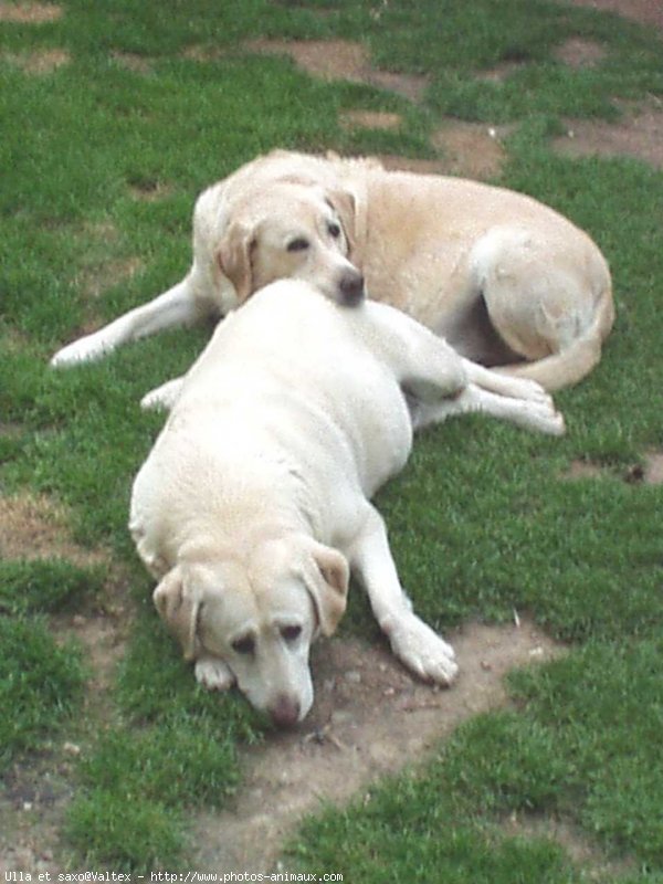 Photo de Labrador retriever