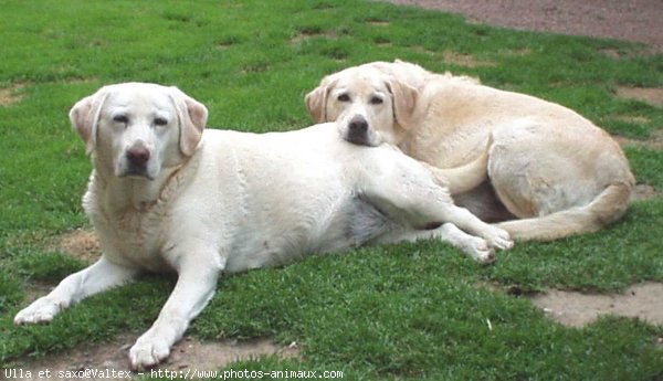 Photo de Labrador retriever