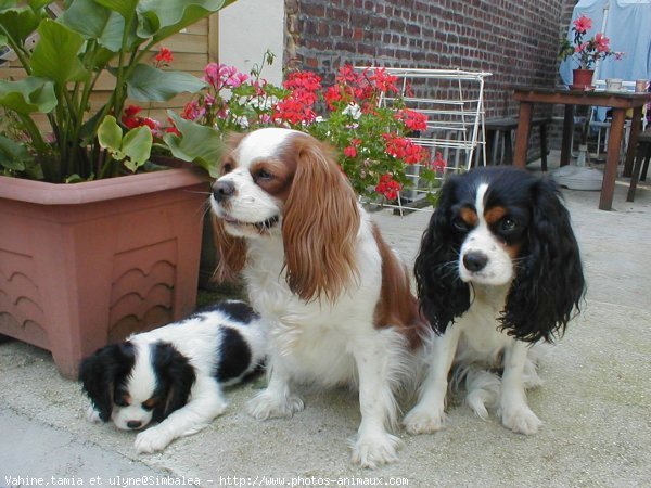 Photo de Cavalier king charles spaniel