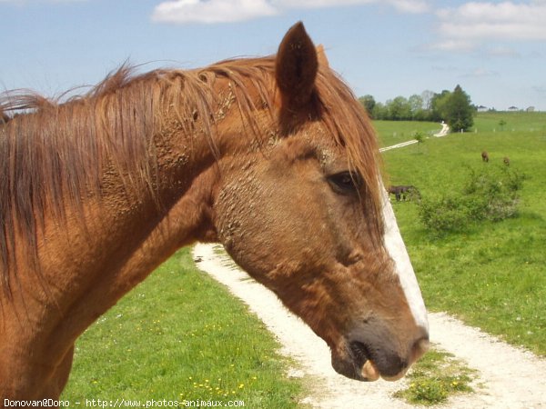 Photo de Races diffrentes