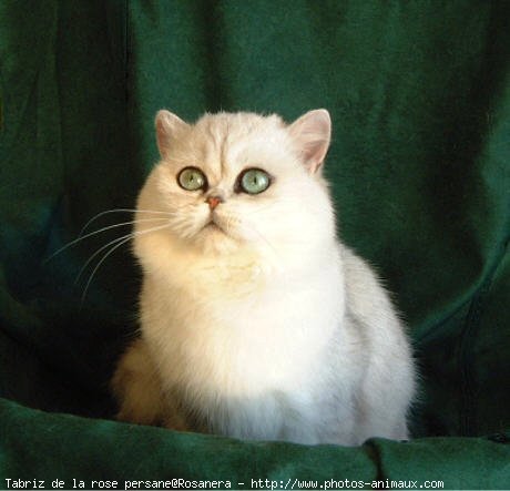 Photo d'Exotic shorthair