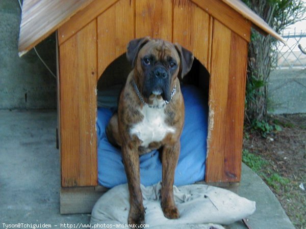 Photo de Boxer