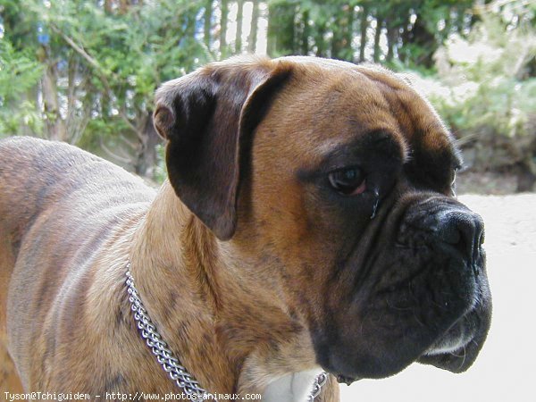 Photo de Boxer