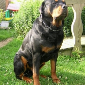 Photo de Rottweiler