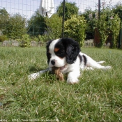 Photo de Cavalier king charles spaniel