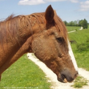 Photo de Races diffrentes