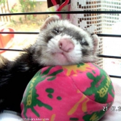 Photo de Furet