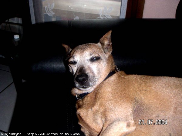 Photo de Pinscher nain