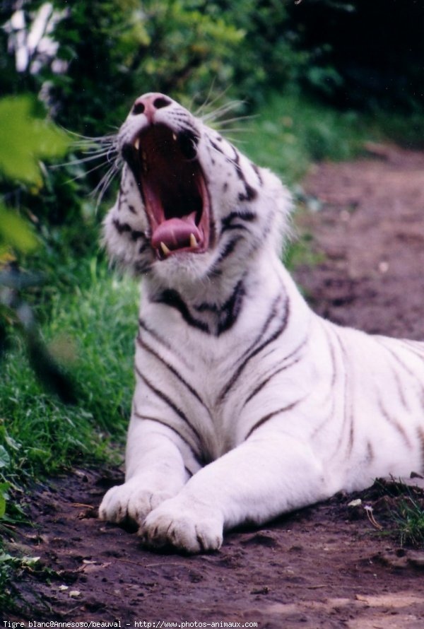 Photo de Tigre