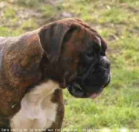 Photo de Boxer