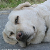 Photo de Labrador retriever