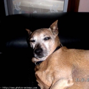 Photo de Pinscher nain