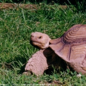 Photo de Tortue