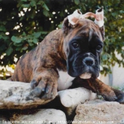 Photo de Boxer