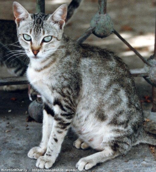 Photo de Chat domestique