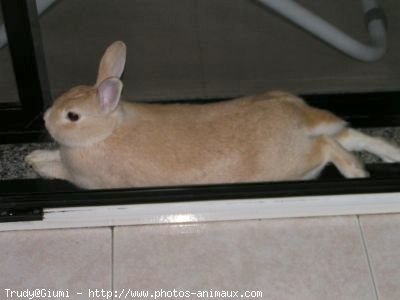 Photo de Lapin