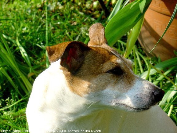 Photo de Jack russell terrier