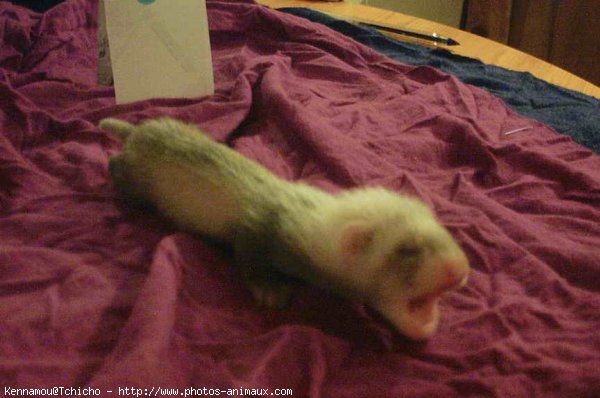 Photo de Furet