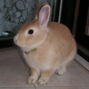 Photo de Lapin