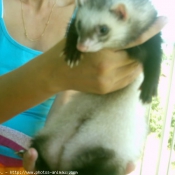 Photo de Furet