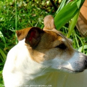 Photo de Jack russell terrier