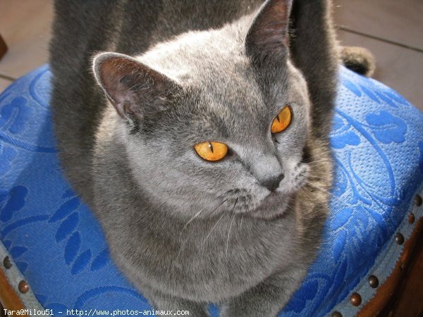 Photo de Chartreux