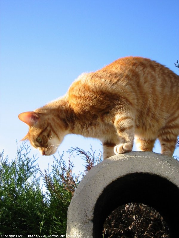 Photo de Chat domestique