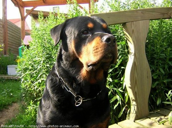 Photo de Rottweiler