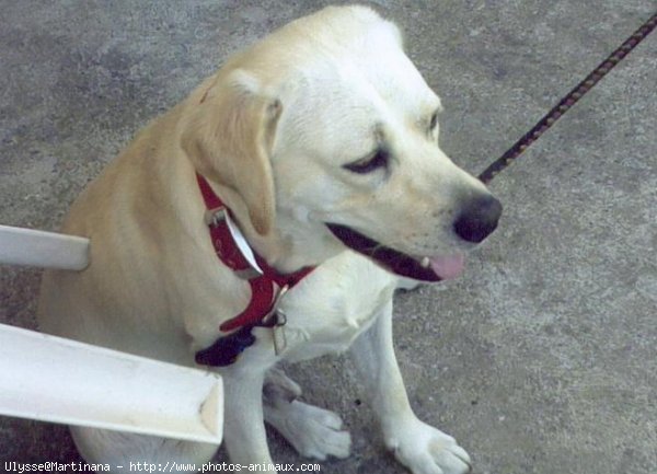 Photo de Labrador retriever