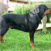 Photo de Rottweiler