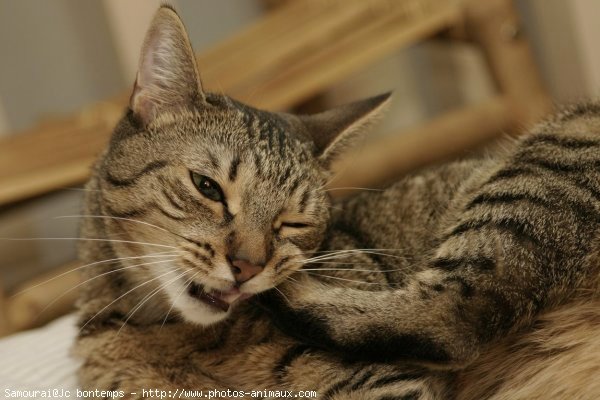 Photo de Chat domestique