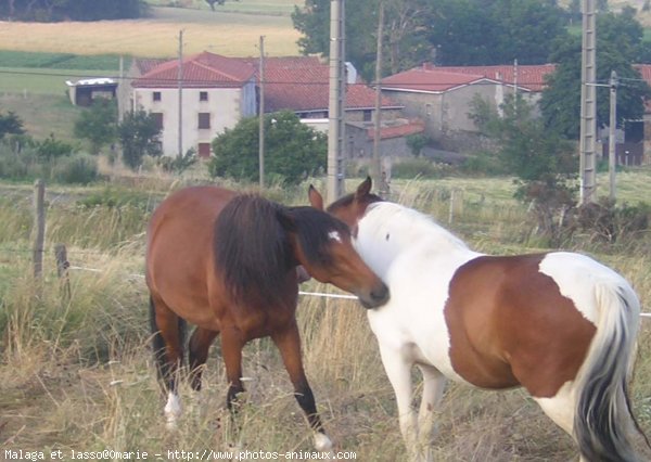 Photo de Races diffrentes